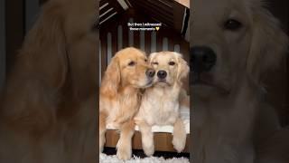 Worried my dogs wouldn’t get along  #dogshorts #dogs #goldenretriever #puppies #puppy #doglife