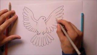 How to draw a dove / white pigeon