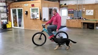 Proofing For Life W/ Super Shepherd "Yana" 6 Mo's Biking Pacing Basic Obedience Skills Training