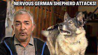 This German Shepherd Warns You Not To Come Close -- Danger Incoming? | Cesar 911 Throwbacks