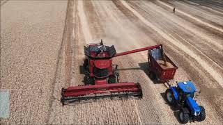 Case IH 7140 wheat harvest