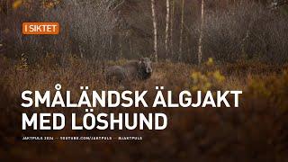 Småländsk älgjakt med löshund