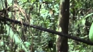 В джунглях Бразилии обнаружено одно из самых неконтактных племен