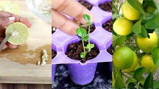 "1 seed - 2 plant" Trick to grow Lemon plant at home | Nimbu घर पे ऊगा सकते हैं