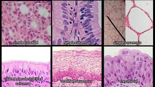 Identifying Epithelium | Review and Practice Questions