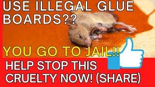 Unraveling the Cruelty: Glue Traps Exposed. PLEASE SHARE TO HELP STOP CRUELTY.