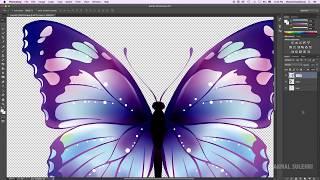 After Effects tutorial : Butterfly Animation