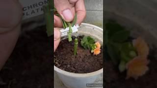 #kalanchoe #grafting #best method #viral #shots #video