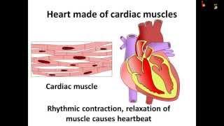 Science - How blood circulates in humans  - English