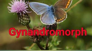 What is gynandromorph?NEET biology