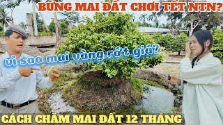 Cách chăm và bứng mai đất chơi Tết ở làng mai Bình Lợi A Công lý giải vì sao cây mai vàng bị rớt giá