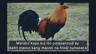 paano magpalaki ng katawan ng manok na panabong?