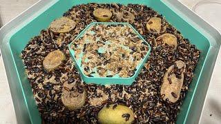 Breeding 1000’s of Mealworms in our BUG FACTORY GROW PODS!