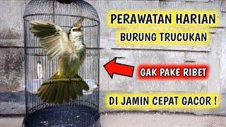 Cara merawat burung trucukan agar cepat gacor !