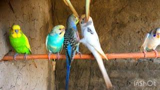 One Budgie 8mints Singing Sounds Budgies Parrots Sounds #birds #parrot #parrotsounds