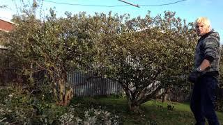 Winter pruning of my Feijoa trees in New Zealand