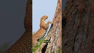 JAGUAR VS LEOPARD  #majesticmammals #wildlifediversity #animals #facts