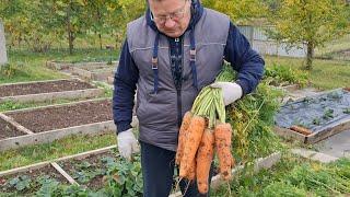 Морковь. Мои советы на практике.