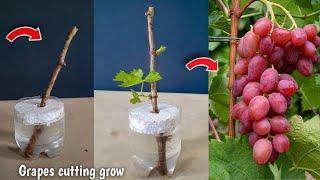 idea to grow grapes vine cutting in water bottle|how to propagate grape cuttings in water.urdu/hindi