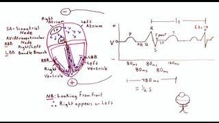 Cardiac Electrical Conduction and the ECG - One Minute Medical School