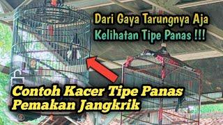 CONTOH KACER TIPE PANAS PEMAKAN JANGKRIK