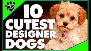 Top 10 Most Adorable Designer Dog Breeds | Cutest Hybrid Doodle Dogs 101