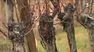 La plus vieille cave de France est alsacienne : la coopérative de Ribeauvillé