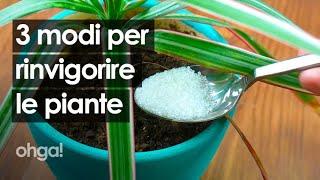 Come rinvigorire le piante con ingredienti naturali che puoi trovare in cucina