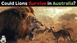 What if Lions Were Introduced to Australia?