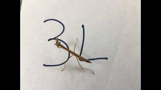 Mantis Care #12 - Mantis Mismolt Example, Mantis missing a Leg