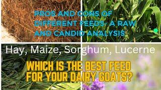 Which is the BEST Feed for Your Dairy Goats?(Comparing Different Feeds for Dairy Goats-Pros & Cons)