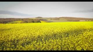 Yellow Fields 4k Drone Video