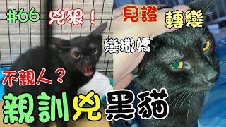 『親訓兇黑貓』傳說黑貓不親人，不討喜？親眼見證轉變過程～Cat Story#66