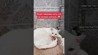 Кот говорящий рот. Когда говоришь коту, что не хочешь учиться...