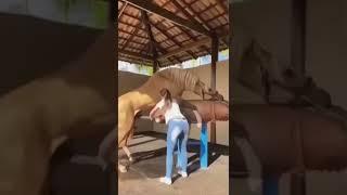 Horse Semen collection