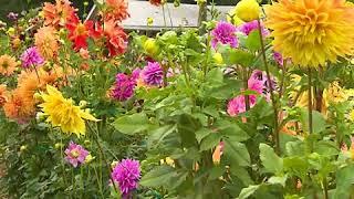 Volunteer Gardener Show Promo 2019