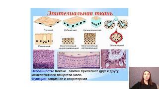 Ткани человека: эпителиальная, соединительная, мышечная, нервная