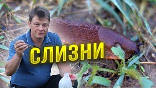 Испанские слизни 3 эффективных способа борьбы, которые успешно применяю я у себя на участке