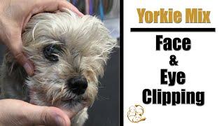 Yorkie Face & Eye Grooming