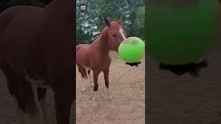 LOL Moments with the Funniest Animals Ever!  #funnyanimals #viral #shorts #trending #funny #fails