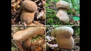 Sommersteinpilz, Eichensteinpilz, Boletus aestivalis  | Pilze im Juni 2019