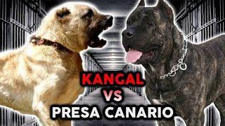 Presa Canario vs Kangal dog Full Comparison In 2 minutes.