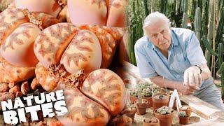 Has David Attenborough Just Found a HALLUCIGENIC Plant?! | Nature Bites