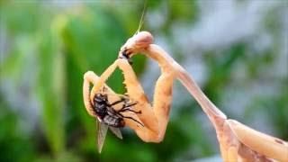 Mantodea