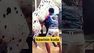 AWAS PORNO #viral #animal #fypシ #tutorial #kudalumping #kuda #kawinsilang