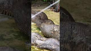 Extreme Food Snake Anaconda Rica rica #shortvideo #shorts #extremefood #snake #anaconda #food