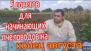 Советы для начинающих пчеловодов. Работы на пасеке в августе