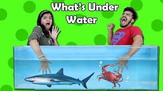 What's In Box Underwater Challenge I LIVE FISH I Funny Hungry Bird Video