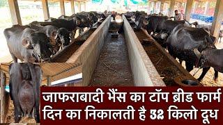 जाफराबादी भैंस का टॉप ब्रीड फार्म दिन का निकालती है 32 किलो दूध Jafarabadi Buffalo farm gujarat