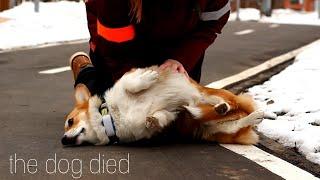 INCREDIBLE DOG TRICKS Performed by Varya The Corgi Pembroke|AMAZING DOG TRICKS  | порвав поводок